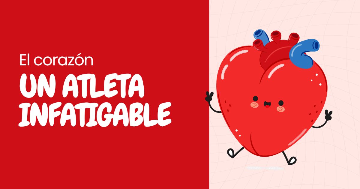 El Corazón. Un atleta infatigable